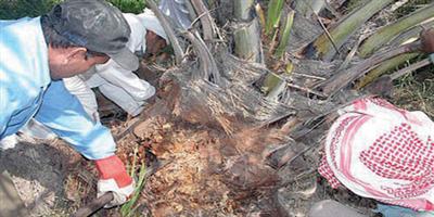 الموافقة على برنامج مكافحة سوسة النخيل الحمراء 