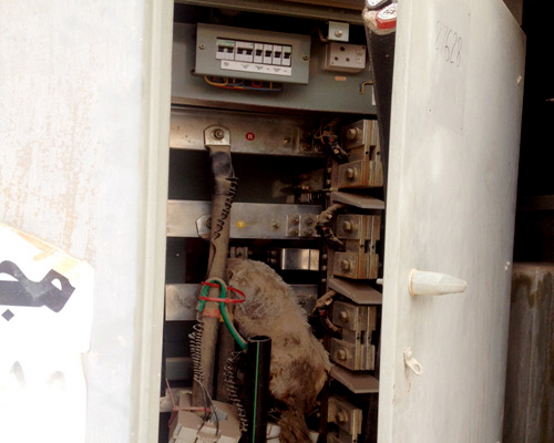  احتراق قط يكشف إهمال محطة كهرباء