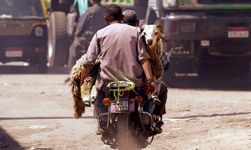 مصريان يحملان أضحيتهما بدراجة نارية 