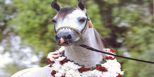  الخيول العربية الأصيلة