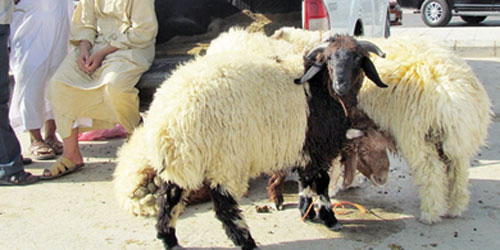 في ظل افتقادها لتقييم سعري عادل يعتمد معايير النوع والعمر والوزن 