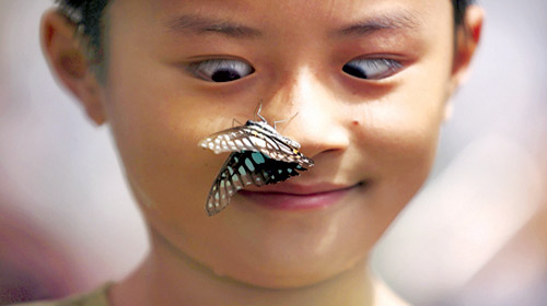 معرض للفراشات بمنتزه كونمينق 