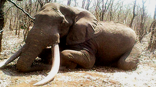 صياد ألماني يقتل واحداً من أكبر أفيال زيمبابوي 