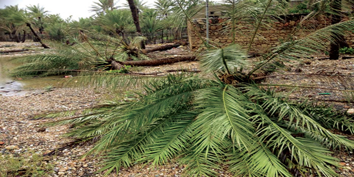  إعصار تشابالا تسبب في اقتلاع بعض أشجار النخيل من جذورها