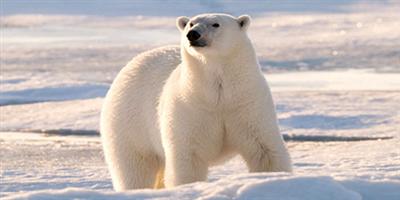 توقعات بتراجع أعداد الدب القطبي بنسبة 30% بسبب تقلص الجليد البحري 