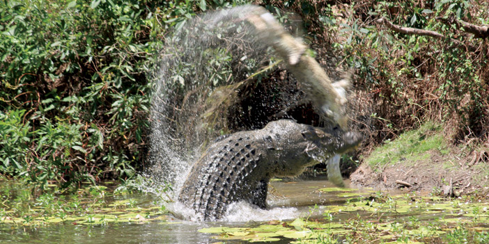 تمساح ضخم ينقض على تمساح آخر 