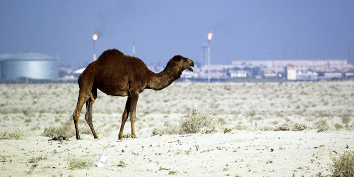  منطقة السماوة الصحراوية في العراق حيث جرت عملية اختطاف الصيادين القطريين