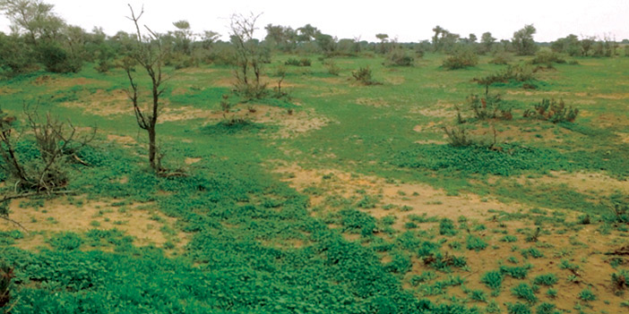 روضة خريم تكتسي بالأخضر 