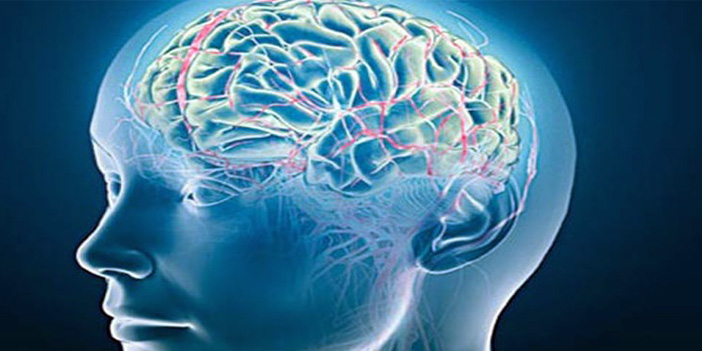 العلماء يكتشفون شبكات جينية في الدماغ البشري مرتبطة بالذكاء 