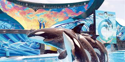 منتزه سيوورلد الترفيهية تقاضي كاليفورنيا بشأن الحيتان 