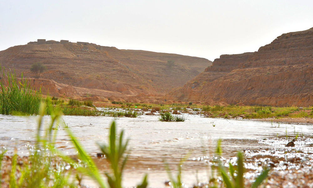 شعيب الدقلة (يتمطى) فرحاً بأمطار الرياض