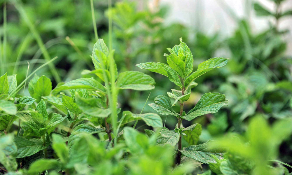 خيرات الباحة