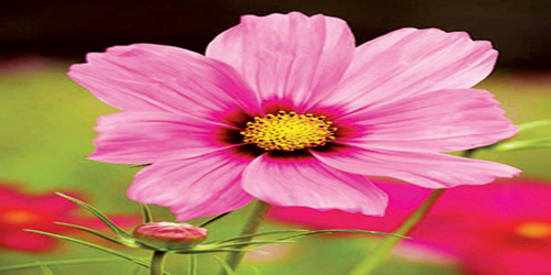 في عيد ميلادك الخمسين 