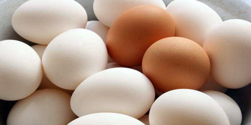 حظر استيراد بيض التفقيس والصيصان من فرنسا 