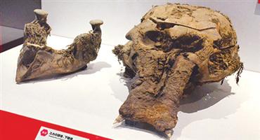 عرض حفائر عمرها 100 ألف عام لفيل منقرض في بريطانيا 