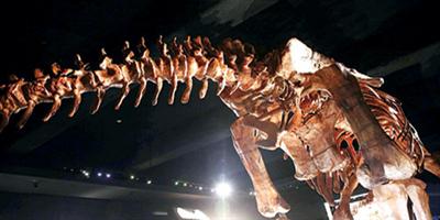 متحف في نيويورك يعرض أكبر هيكل عظمي لديناصور 