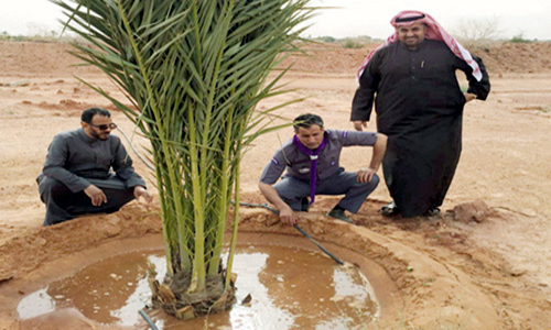  الفهد خلال غرس شجرة نخيل في متنزه الزلفي