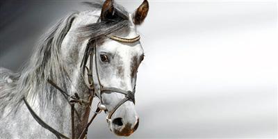 «الخيول» تميّز بين مشاعر السعادة والغضب عند البشر 