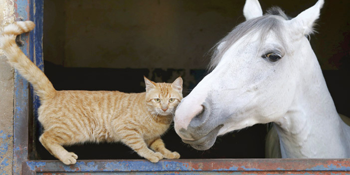 علاقة حميمة بين قط وحصان في أحد الاصطبلات 