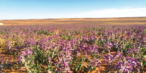  فياض الشمال.. ربيع الأجواء