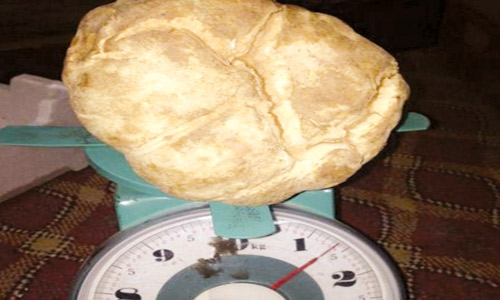 طريف: بيع أكبر حبة فقع وزنها 1.5 كيلو جرام 