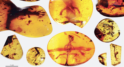  تعتبر هذه الحفرية أقدم عينة في عالم الزواحف