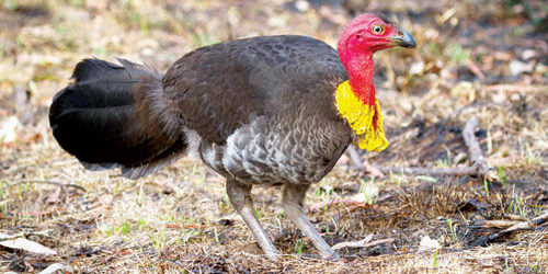 مدينة أسترالية تبدأ حملة لجمع الديوك الشاردة 