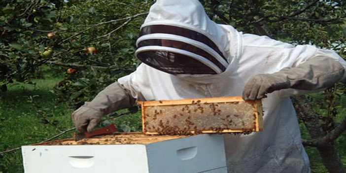 حظر استيراد طوائف النحل من البرازيل 