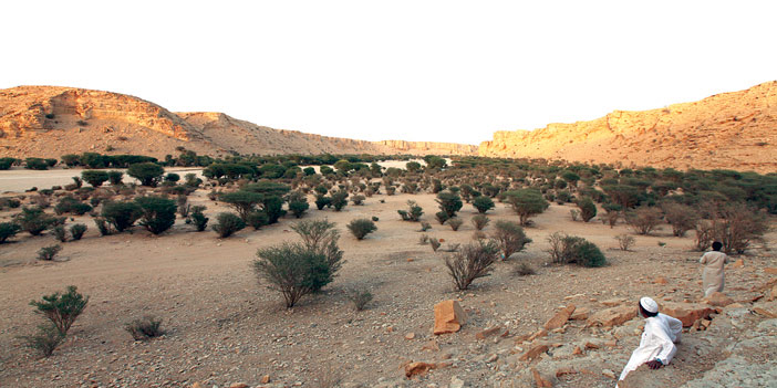  مشهد ربيعي من صحراء المملكة شمالاً