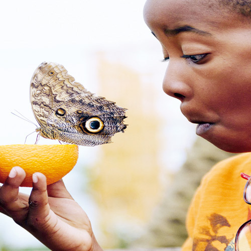 طفل بريطاني يراقب فراشة كبيرة بدهشة 