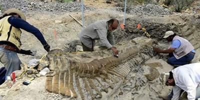 العثور على ديناصور عمره 90 مليون سنة في أوزبكستان 