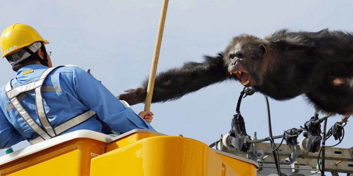 الهروب الكبير.. الشمبانزي المتمرد 