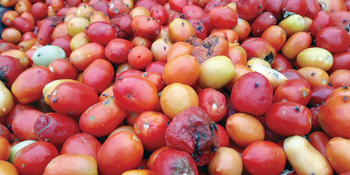  الطماطم الفاسدة