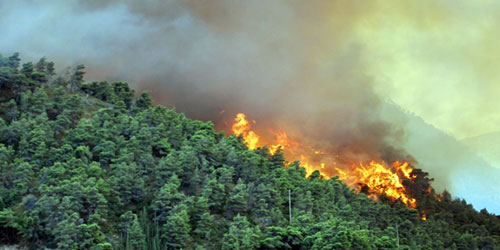 مقتل 5 أشخاص في حرائق غابات شمال الهند 