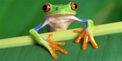 لا تكن كالضفدعة 