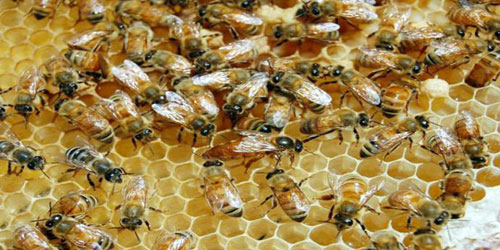 رفع الحظر على جميع طوائف النحل الإيطالية واستثناء كالابريا وصقلية 