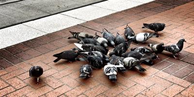 غيَروا صوتي 