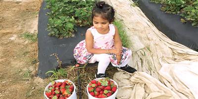 الأطفال الخليجيون في هيوستن في زيارة إلى مزرعة الفراولة وحوار واكتشاف للطبيعة واستمتاع بحياة المزارعين 