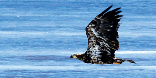 المرجلة والطيب 