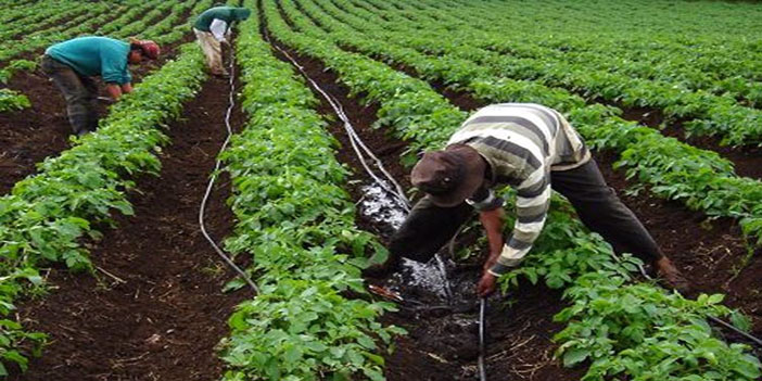 الفاو والعمل الدولية: 60% من الأطفال يعملون في الزراعة 