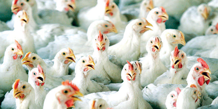 زراعة الرياض تؤكد خلو الدجاج المحلي والمستورد من الهرمونات 