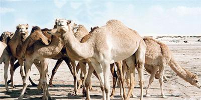 م. الملحم لـ«الجزيرة»: لا يوجد حظر احترازي على تنقل الإبل من وإلى السوق 