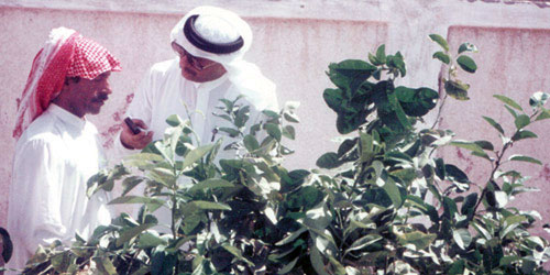   بائع أشجار يتحدث للمحرر