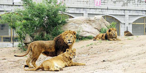 نمر يقتل فتاة في حديقة حيوان بكين 