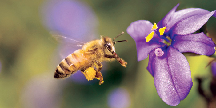   كشف بحث جديد عن قدرة النحل على هزِّ بطنه صعودًا وهبوطًا أثناء الطيران