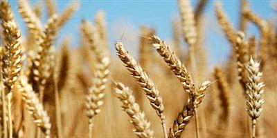 «الحبوب» تطرح مناقصة لاستيراد 600 ألف طن قمح صلب 
