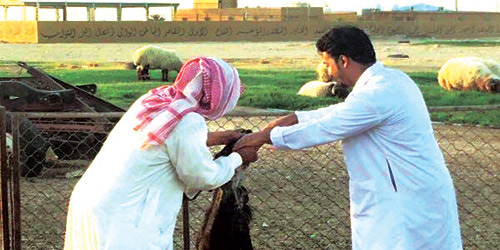  تلقيح الماشية