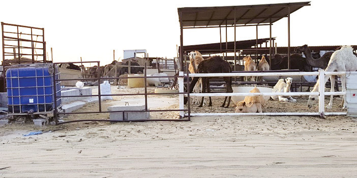 تعاني قربها من النفايات والروائح الكريهة والغبار والحشرات 