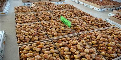 السكري بـ(250) ريالاً في سوق البدائع للتمور 