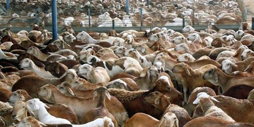 مؤكدًا استقرار الأسعار .. رئيس لجنة المواشي بغرفة جدة: 